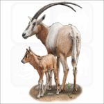 Scimitar Oryx illustration