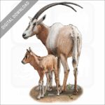 Scimitar Oryx stock image
