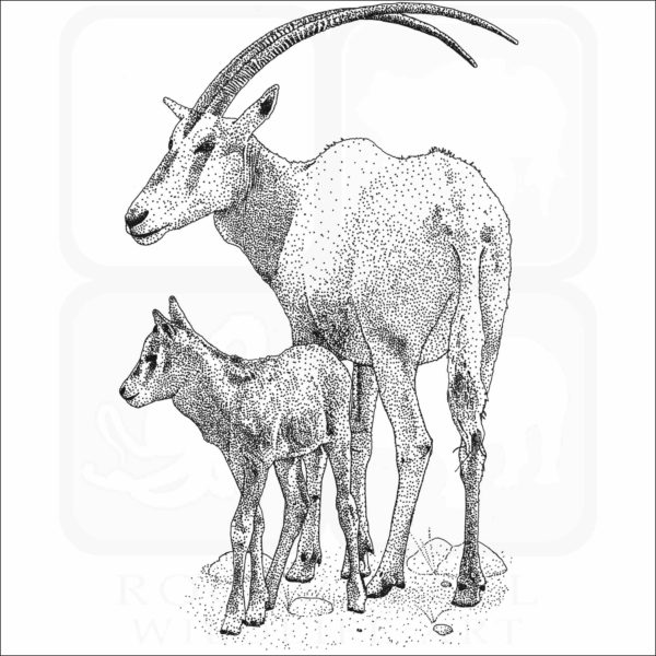 Scimitar Oryx and young
