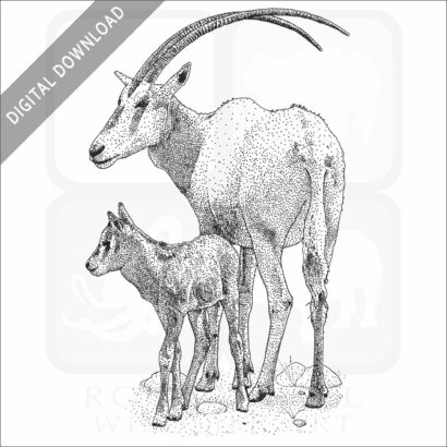 Scimitar Oryx