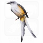 Scissor-Tailed Flycatcher illustration