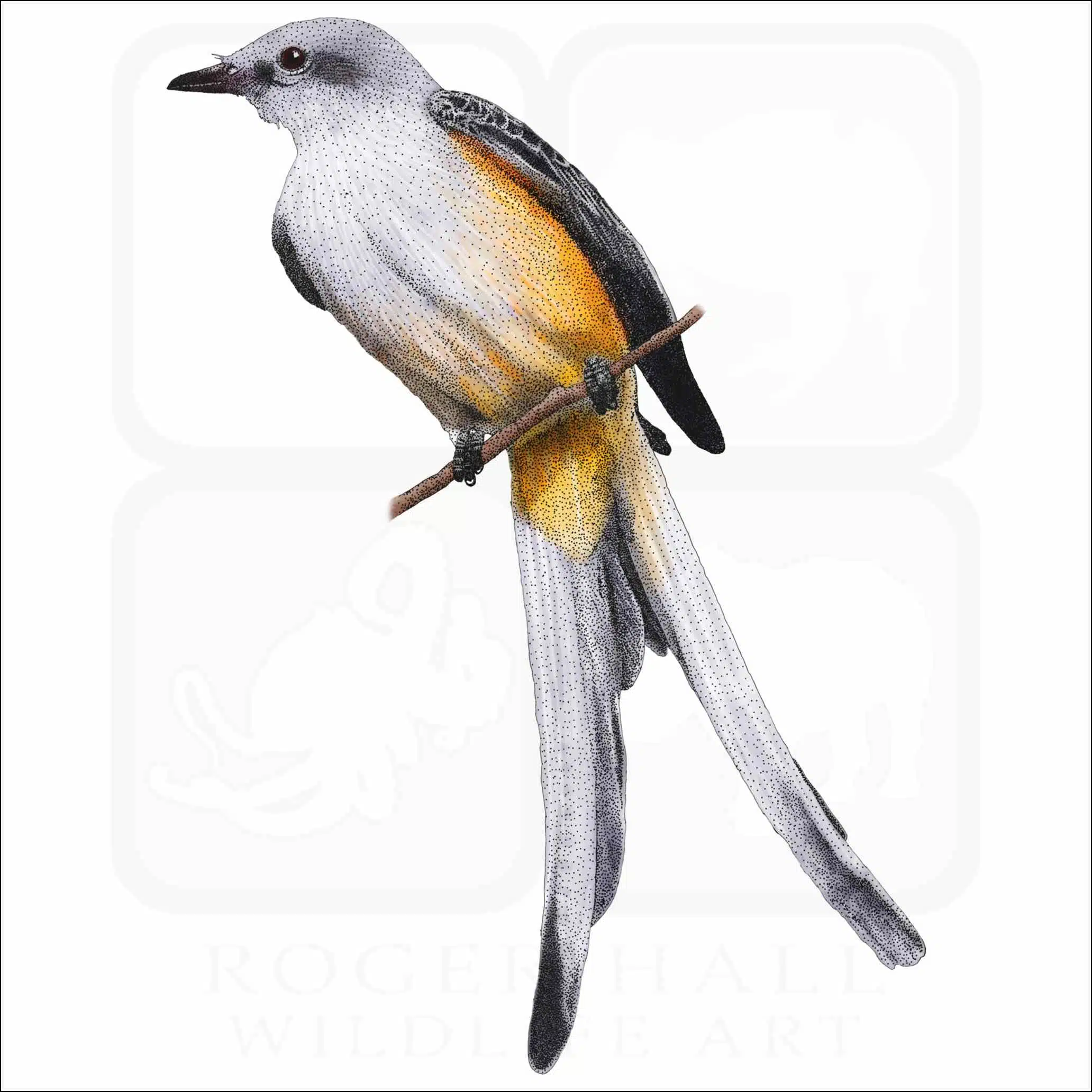 Scissor-Tailed Flycatcher Scissor-Tailed Flycatcher illustration