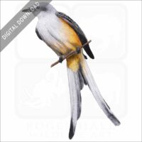 Scissor-Tailed Flycatcher stock image