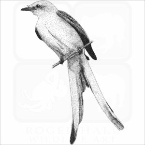 Scissor-Tailed Flycatcher