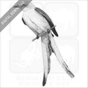 Scissor-Tailed Flycatcher