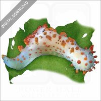 Sea Clown Triopha stock image