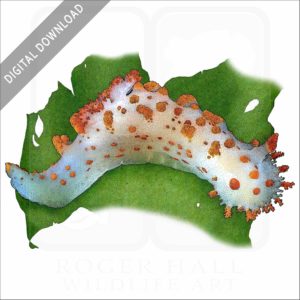 Sea Clown Triopha stock image