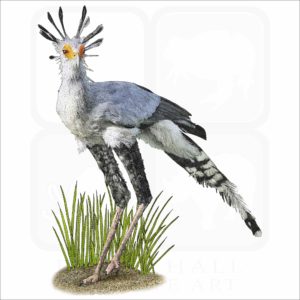 Secretarybird illustration