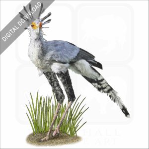 Secretarybird stock image
