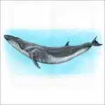 Sei Whale illustration