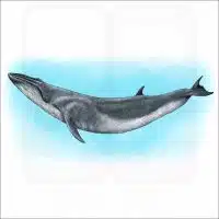 Sei Whale illustration