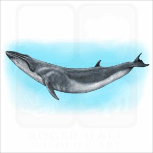 Sei Whale illustration