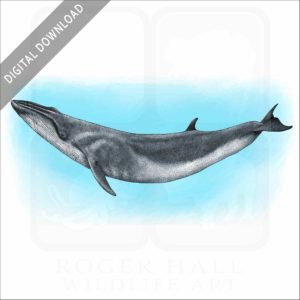 Sei Whale stock image