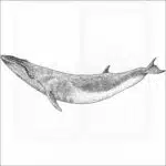 Sei Whale