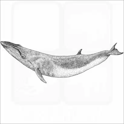 Sei Whale