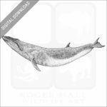 Sei Whale