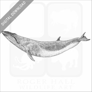 Sei Whale