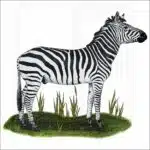 Selous' Zebra illustration