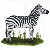 Selous' Zebra illustration