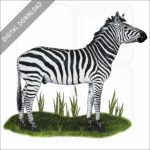 Selous' Zebra stock image