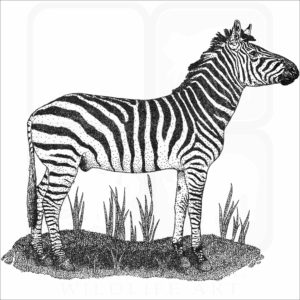 Selous' Zebra
