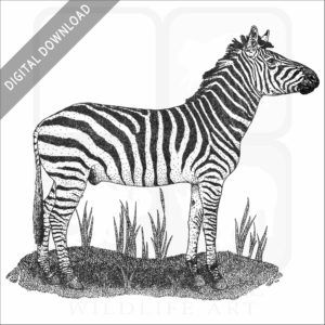Selous Zebra