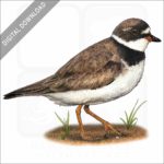 Semipalmated Plover stock image