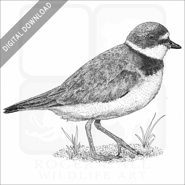 Semipalmated Plover