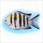 Sergeant Major illustration