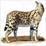 Fine art llustration of a Serval (Leptailurus serval)