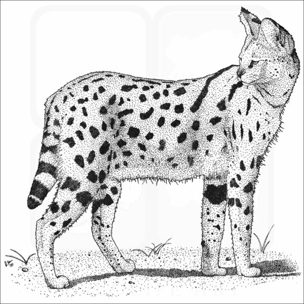 Black and white illustration of a Serval