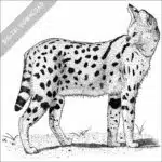 Black and white stock illustration of a Serval