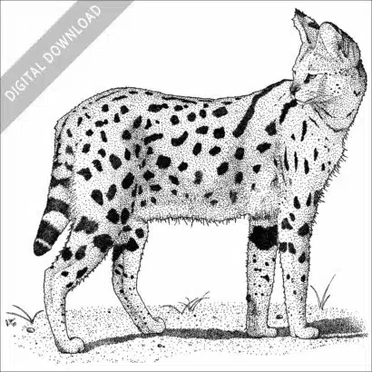 Black and white stock illustration of a Serval