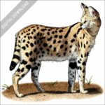 Serval stock image