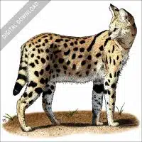 Serval stock image