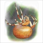 Shamrock Orb Weaver Spider illustration