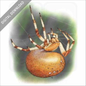 Shamrock Orb Weaver Spider stock image