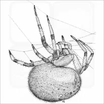 Shamrock Orb Weaver Spider