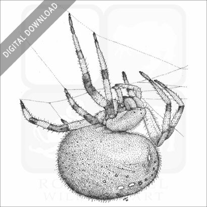 Shamrock Orb Weaver Spider