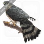 Sharp-Shinned Hawk stock image