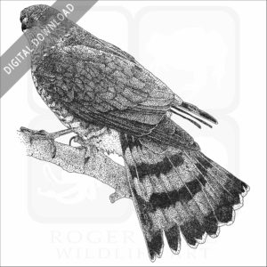 Sharp-Shinned Hawk
