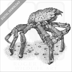 Sheep or Spider Crab