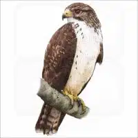 Short-Tailed Hawk illustration