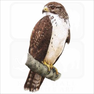 Short-Tailed Hawk illustration