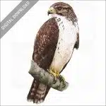 Short-Tailed Hawk stock image