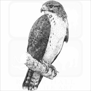 Short-Tailed Hawk