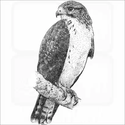 Short-Tailed Hawk