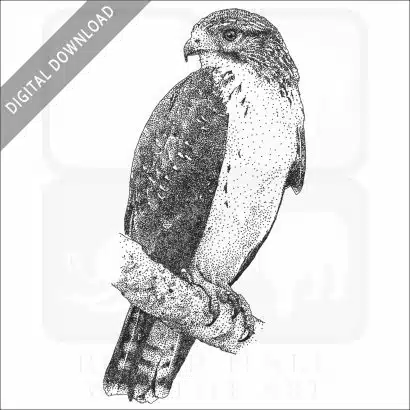 Short-Tailed Hawk