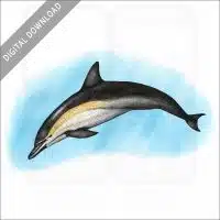 Short-Beaked Common Dolphin stock image