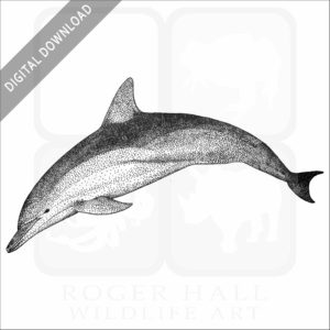 Short-Beaked Common Dolphin